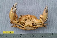 Mangrove stone crab Collection Image, Figure 2, Total 6 Figures